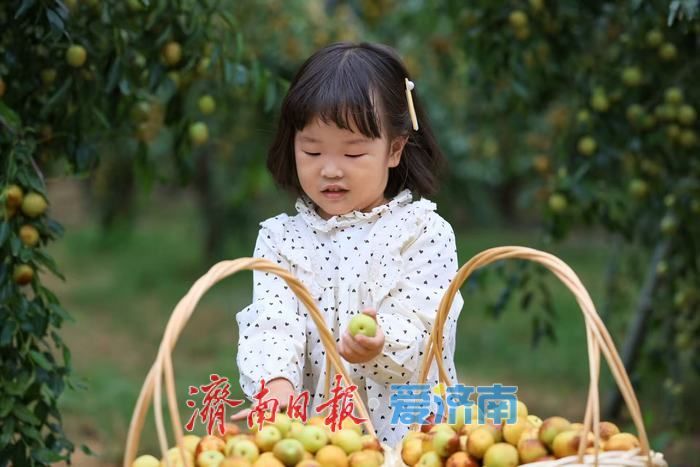 “一口脆响，满口蜜香！”黄河冬枣迎来最佳采摘期