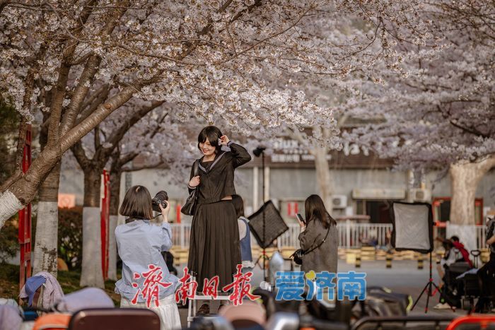 济南滨湖广场樱花盛放 春日浪漫氛围感拉满