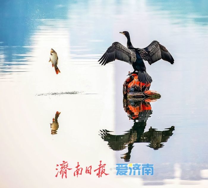 十年“打鸟”记录完整生态改善链条 济南生态向好引鸟类“安家”