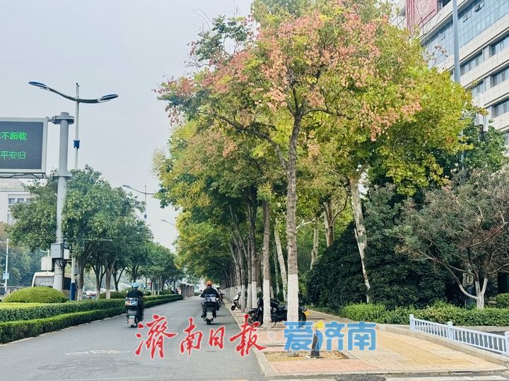 栾树缀满经十路 泉城街头添秋日亮色
