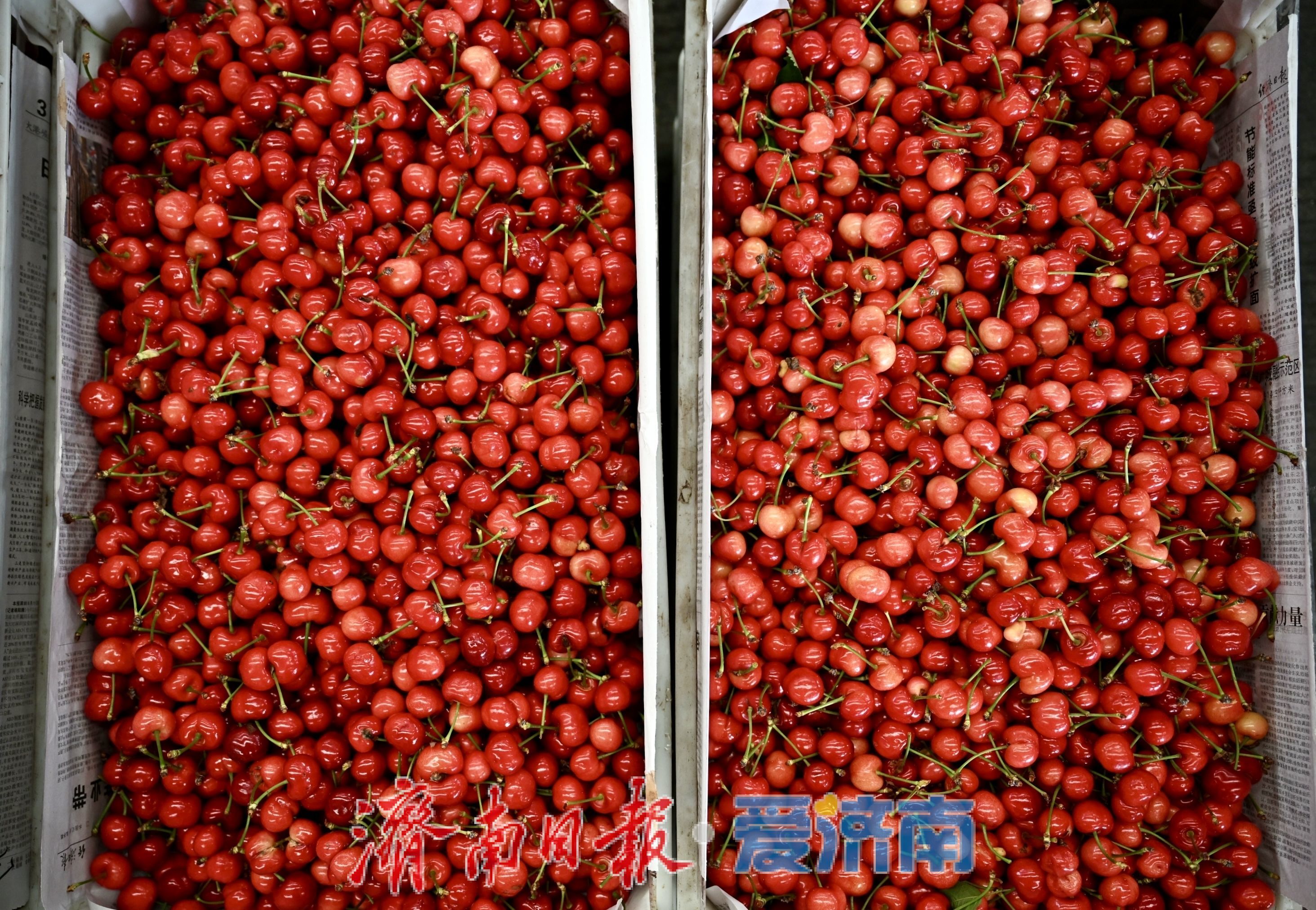 堤口果品批发市场迎樱桃购销热潮 南山樱桃成焦点