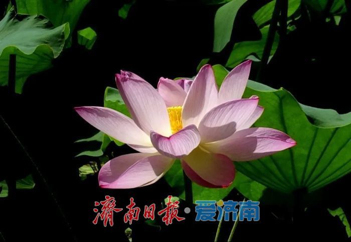 一年四季 泉在济南丨夏日荷花之约，快来泉城公园