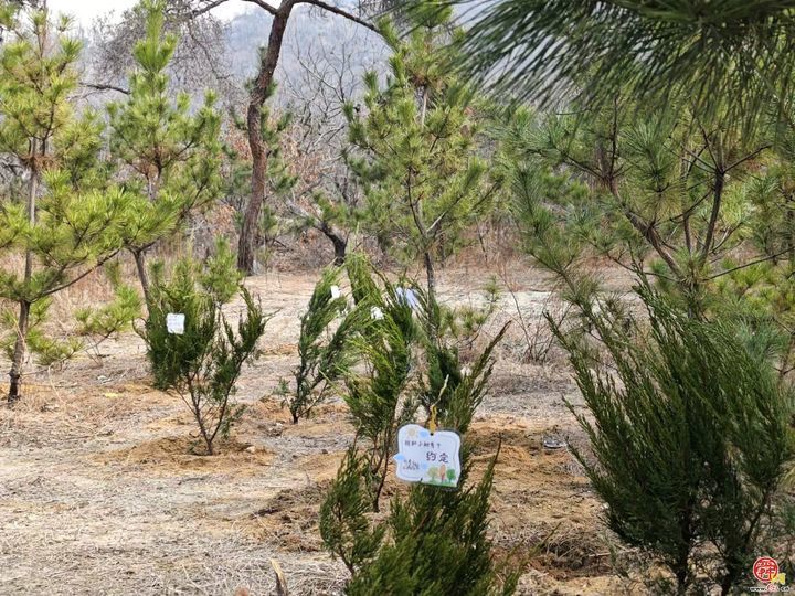 “‘植’一抹新绿  寄一份希望”里辛中心幼儿园走近棋山植树节实践活动