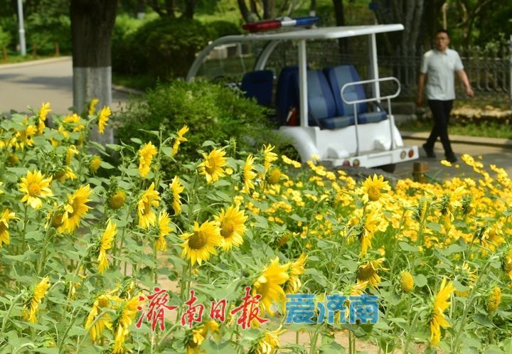 一年四季 泉在济南｜向日葵花海向阳而生 活力四射满目诗画