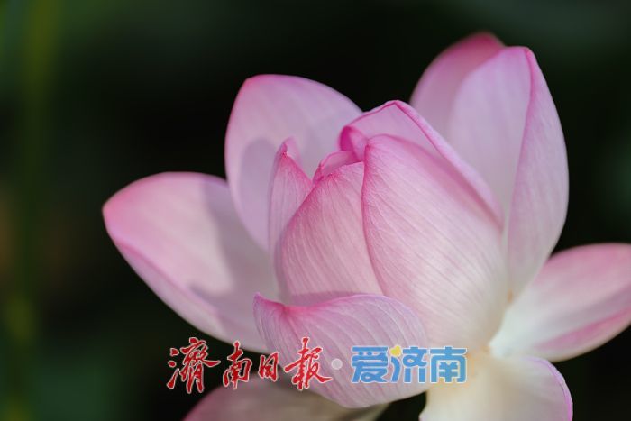 泉城荷韵盛放时，泉城公园荷花迎来最佳观赏期