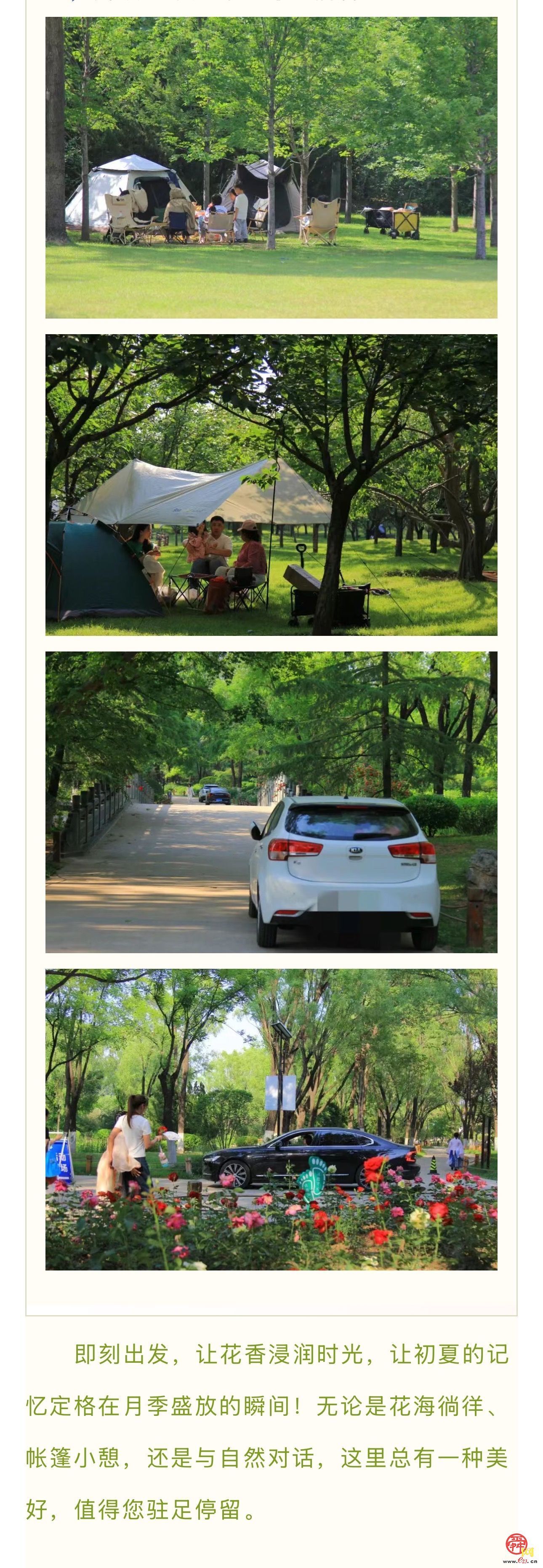 济南植物园月季花海：五月芳菲醉，邂逅泉城浪漫之约