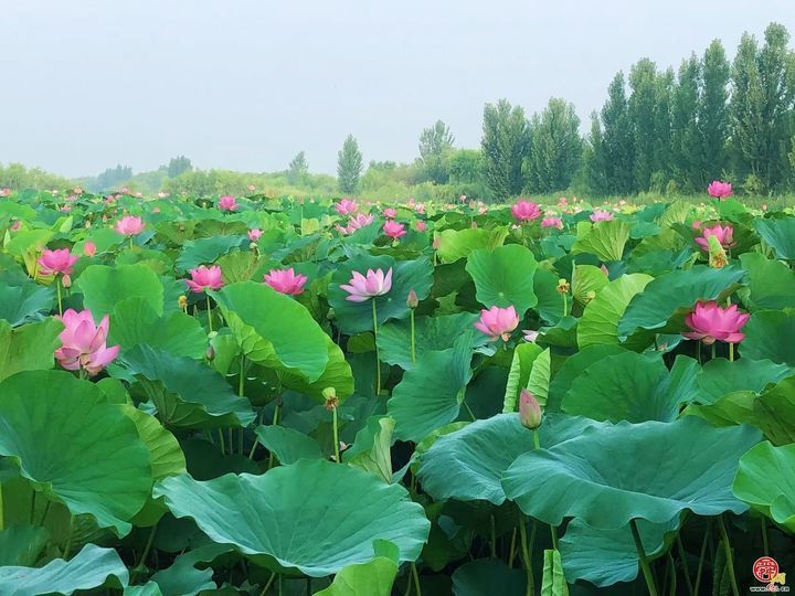 章丘白云湖：万亩湿地赋能文旅融合