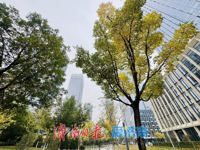 秋染绸带公园 城市绿廊绘就秋日画卷