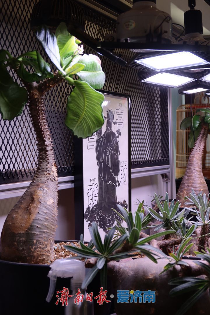 砖缝呼吸 院门生长 百年老街步步上新