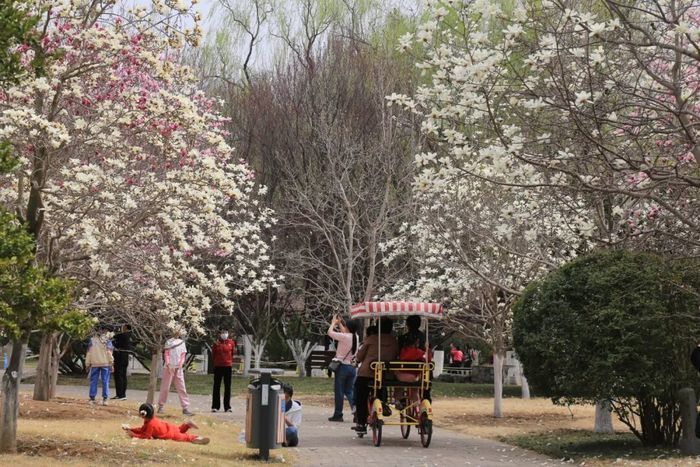 一年四季 泉在济南丨3000余株玉兰盛放，济南植物园进入最美赏花季