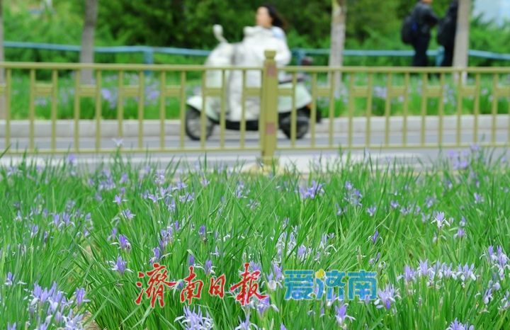 一年四季 泉在济南丨济南中央商务区绘就春日画卷