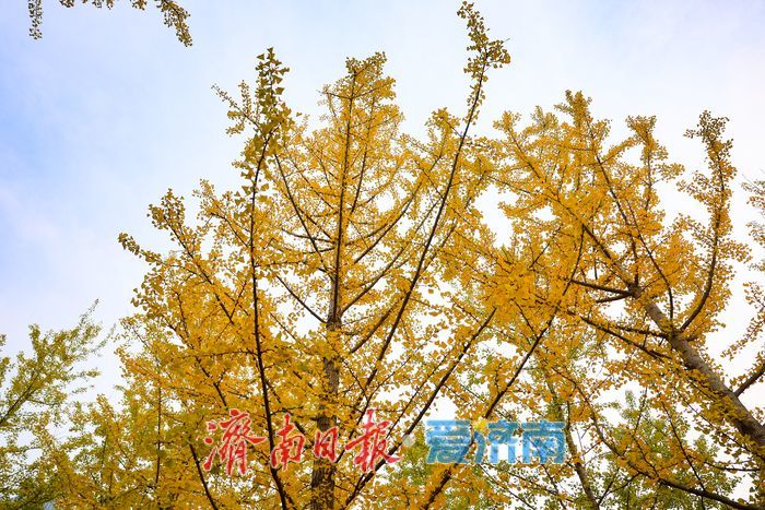 一年四季 泉在济南丨济南世纪大道银杏迎最佳观赏期 “黄金长廊”引客驻足