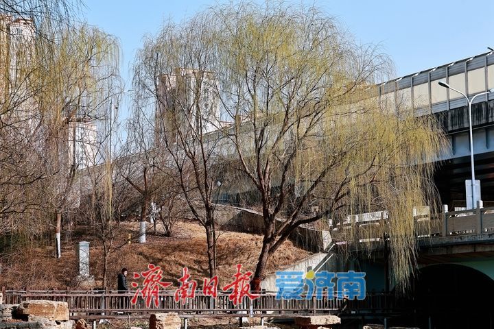 一年四季 泉在济南丨腊山河柳丝拂岸 春日美景引游人