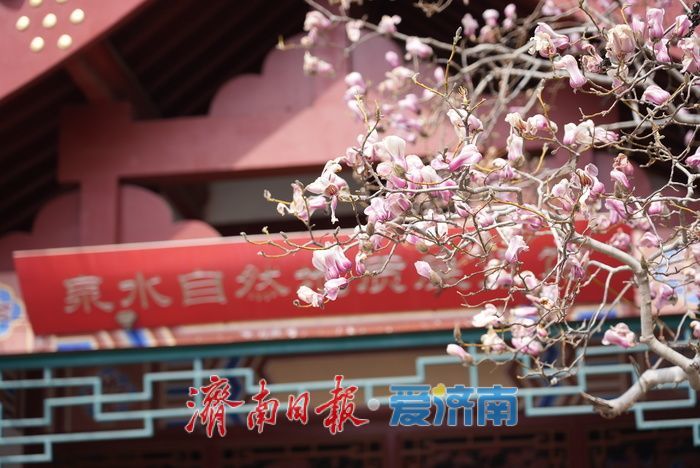 寒潮已过，趵突泉畔玉兰花静待盛放