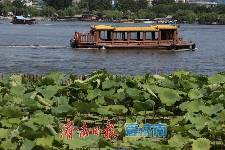 雨霁天晴景致佳！济南大明湖夏日风光醉人迎客来