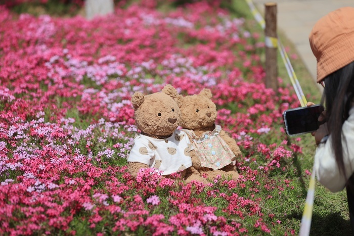 “会开花的草坪”吸引游客打卡