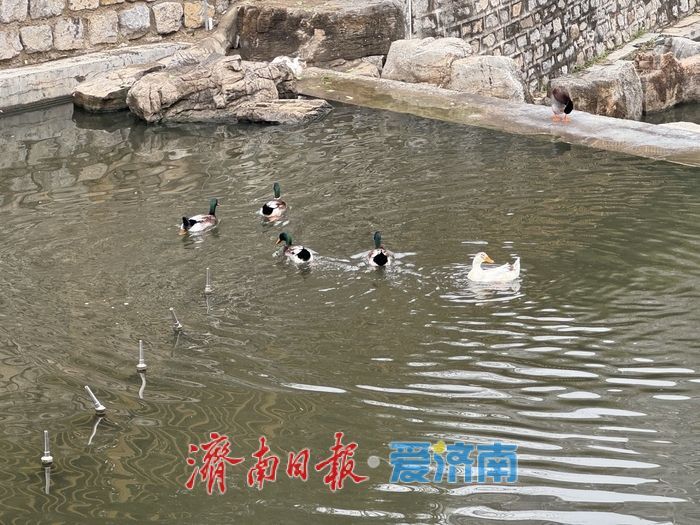 洪山溪公园迎春花开春意浓