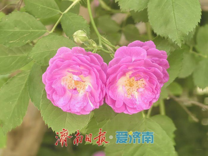 蔷薇漫墙！槐荫新晋小众打卡点邂逅春日浪漫