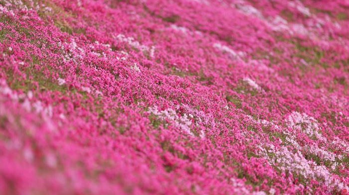 “泉”在济南过五一｜龙鼎大道 花海之旅