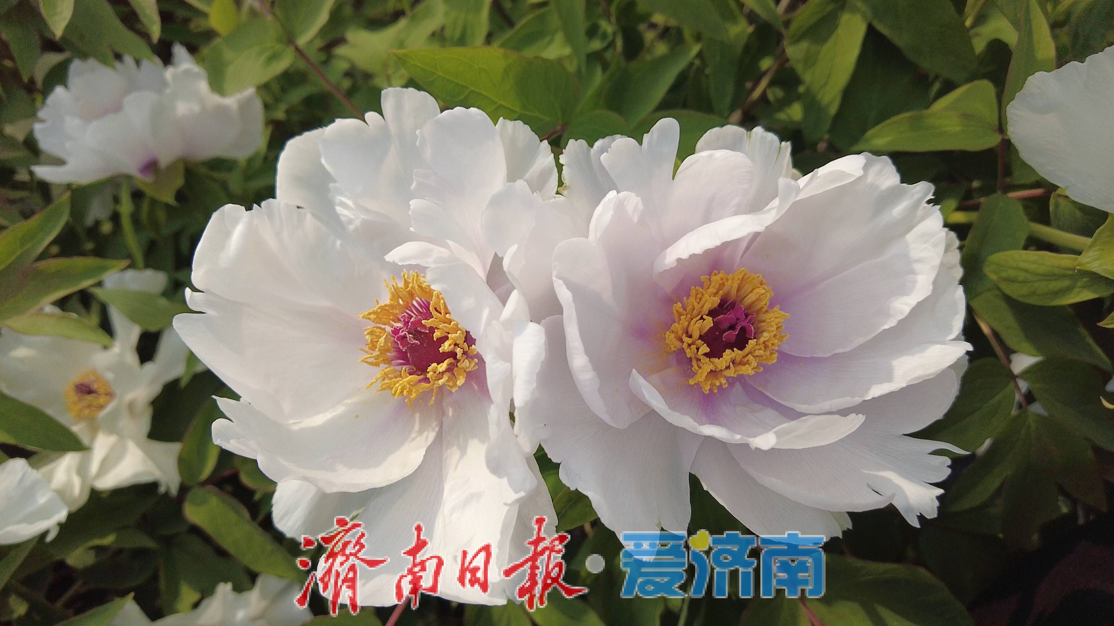 白韵缀神秀 丹花绽芳华 长清双泉镇神秀谷牡丹迎盛景