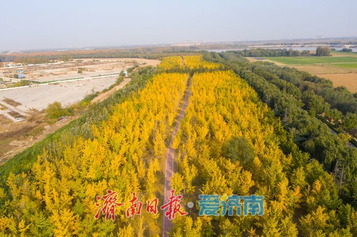 一年四季 泉在济南丨金叶翩跹母亲河 百亩银杏绘就生态画卷