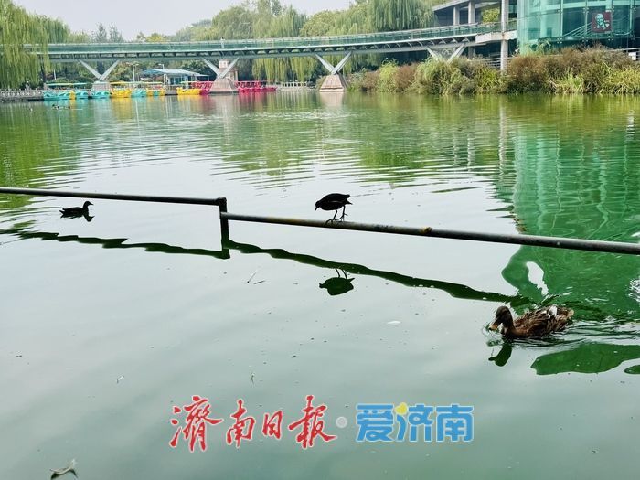 湖映秋色 水鸟翩跹 泉城公园秋日如画