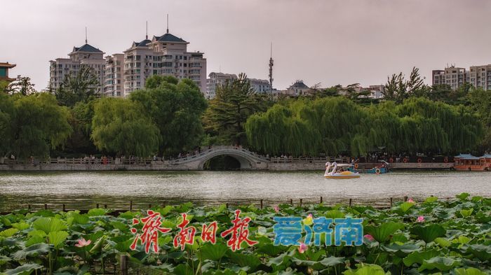 一年四季 泉在济南丨大明湖秋日荷塘：藏着泉城的专属诗意 