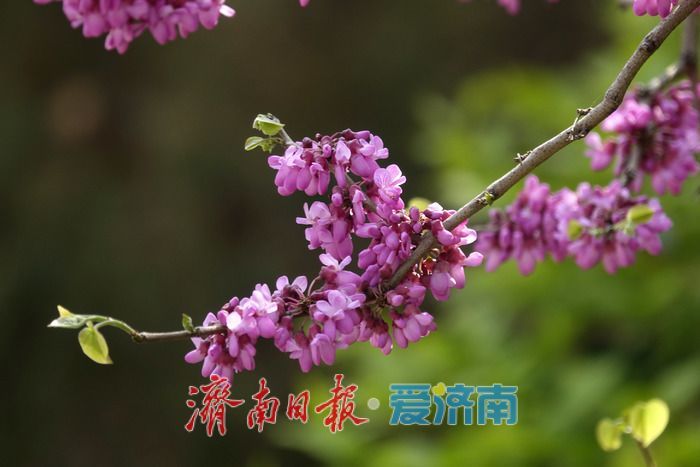 济南护城河畔紫荆花盛开 解锁春日限定美景