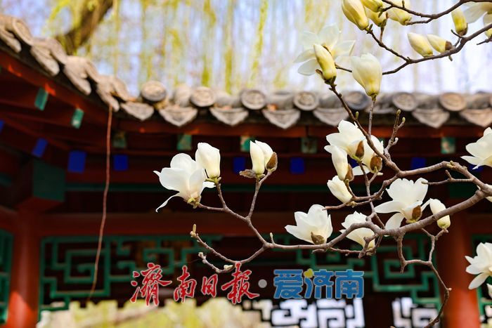 泉韵满庭春 趵突泉春日泉涌引客来