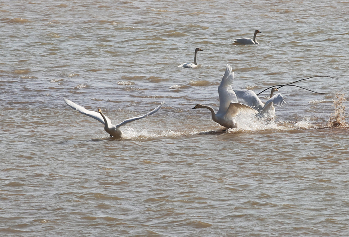 天鹅起舞闹新春 市民观鸟度假日