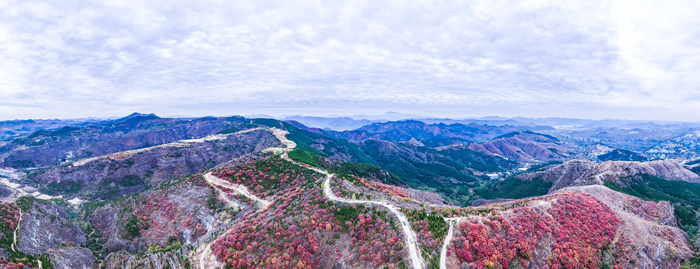 红叶热烈，荻花轻盈，济南丁子寨秋日山野美出圈