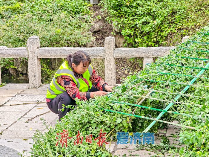 趵突泉菊花展筹备正酣，金秋文化盛宴即将开启