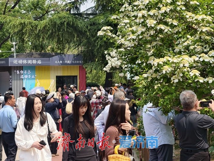 泉城公园琼花、木本绣球迎来盛花期