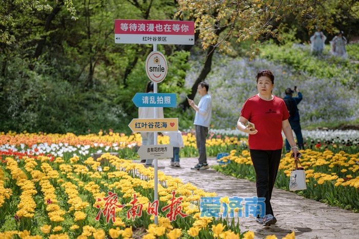 一年四季 泉在济南丨泉城春满山谷间！济南红叶谷郁金香与二月兰织就春日浪漫图景