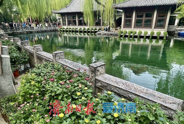 提前探营！趵突泉第46届金秋菊展静候绽放