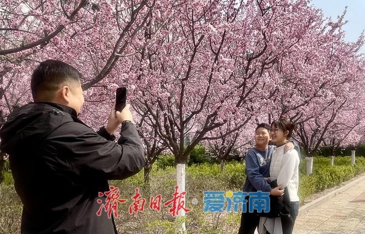 高校校园春意浓 花海引客醉其中