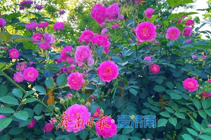 一年四季 泉在济南丨蔷薇花开满枝头 邂逅暮春好风光