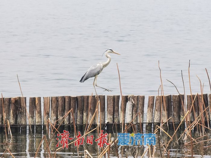 济南大明湖畔春光暖，苍鹭蹁跹入画来