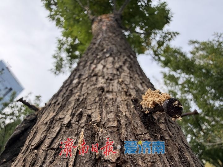 腊山河公园西岸多棵成年白蜡树遭遇严重虫害亟待救治