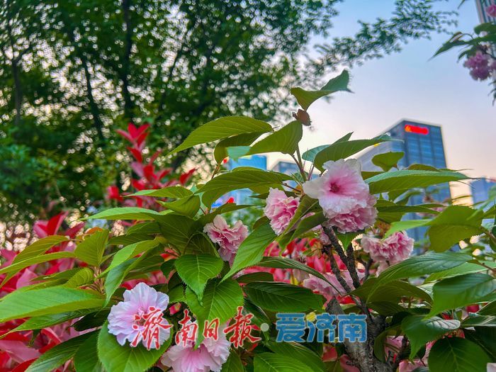 暮色樱语落泉城 奥体地铁口藏起都市里的春日限定