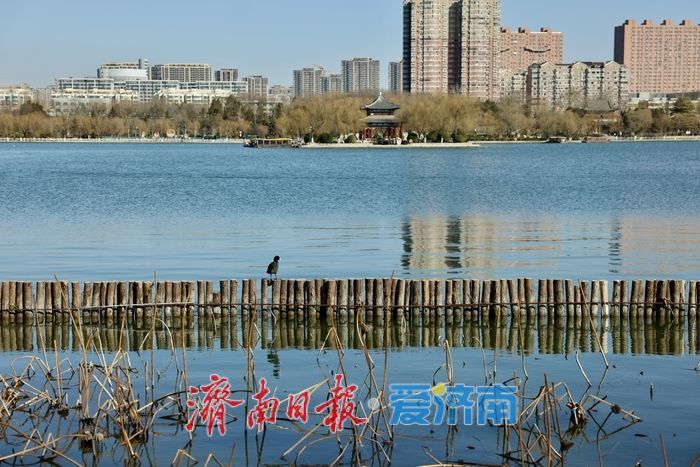 新柳残荷绘就明湖初春画卷