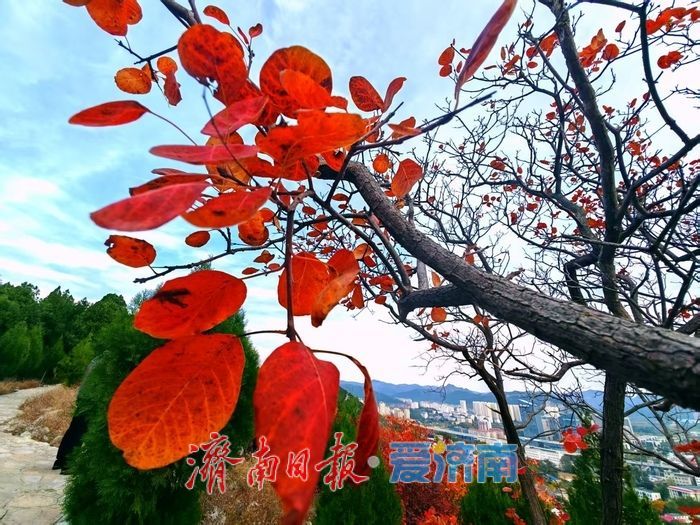 红绿交错平分秋色 济南蝎子山“鸳鸯火锅”景如画