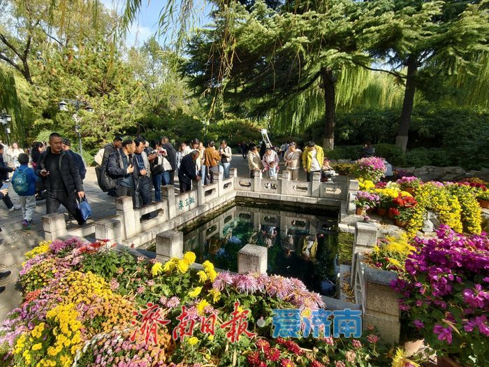 泉畔初冬，被菊花镶上了“金边”