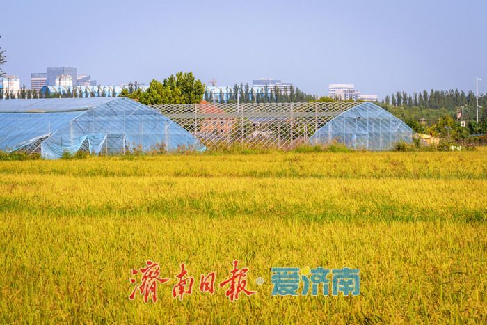 稻熟时节，邂逅乡村生态之美