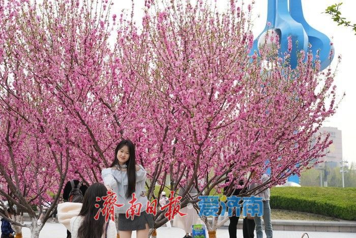 济南泉城广场榆叶梅“花漾”绽放！