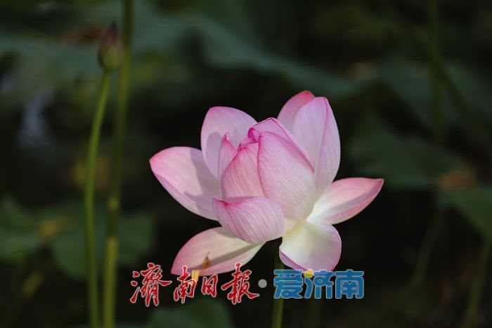 泉城荷韵盛放时，泉城公园荷花迎来最佳观赏期