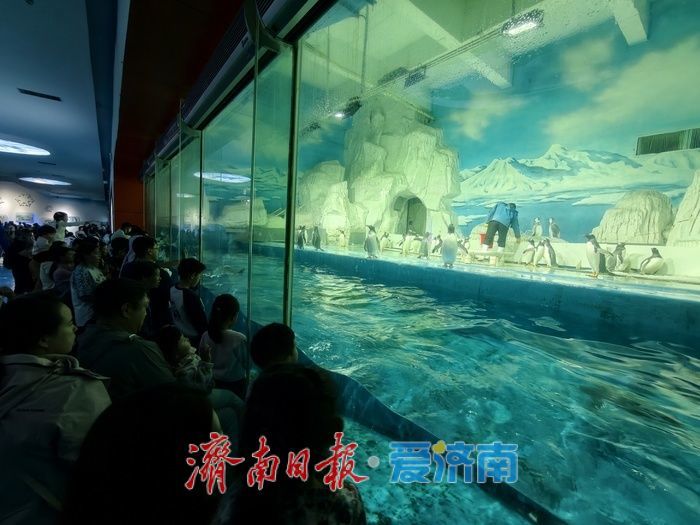 “五一”假期，海洋馆文旅消费持续走俏