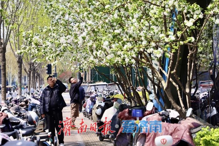 梦幻海棠花开 地铁站外遇春潮