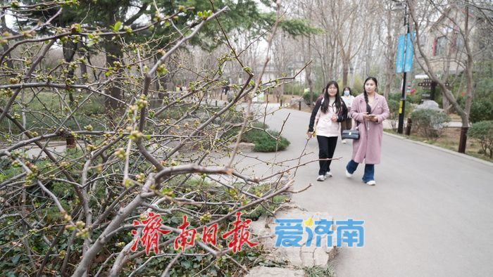 济南百花公园贴梗海棠“绽放”春意