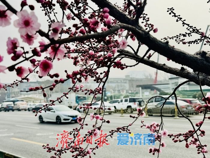 梅香满径扮靓经十路 济南千佛山站春意浓